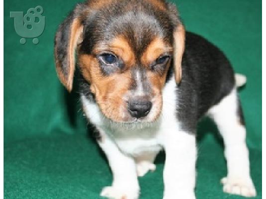 PoulaTo: Κουτάβι Beagle